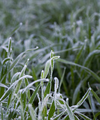 White hoarfrost on green grass