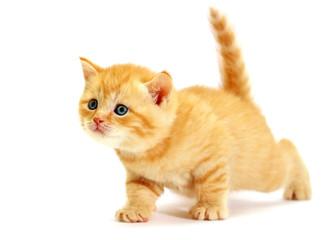 Striped scottish kitten. Kitten on a white background.