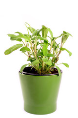 erba salvia in vaso - sage herb plant