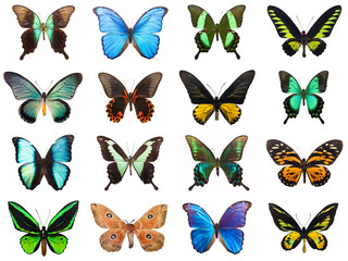 Tropische vlinders