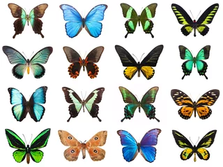 Schapenvacht deken met patroon Vlinder Tropische vlinders
