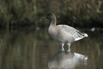 Pink-footed goose, Anser brachyrhynchus