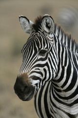 Fototapeta na wymiar Plains zebra, Equus quaggai