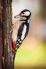 woodpecker