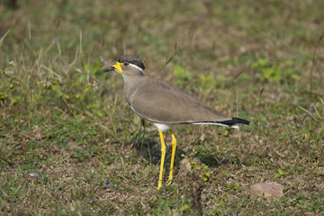 Yellow Wattled  Lapwing
