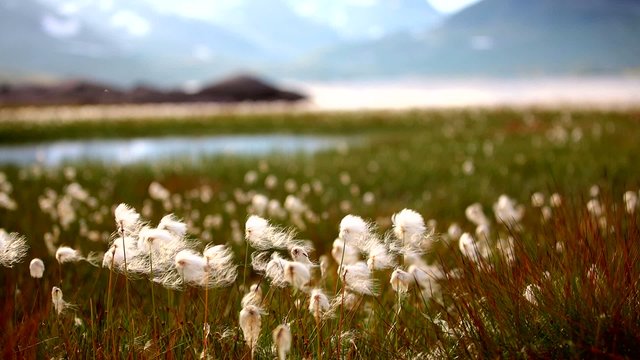 arctic cotton flowers in Norway mountains