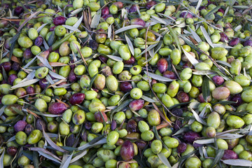 Olive