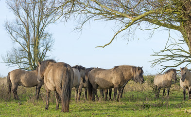 Wild Konik horses in a field with trees at fall