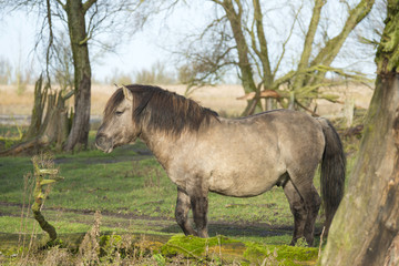 Fototapeta premium Wild Konik horse in a field with trees at fall