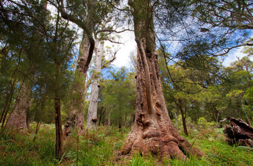 Valley of the Giants, Denmark, Australia