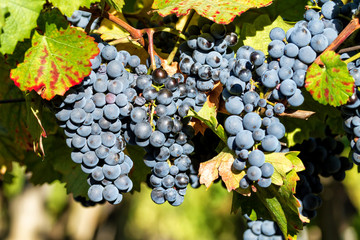 Naklejka premium Grapes