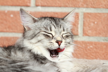 female of siberian breed, adult silver