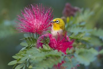 Oriental white-eye bird in red powderpuff tree