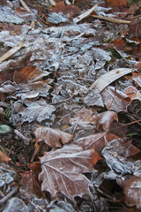 Autumnal frozen leavs carpet