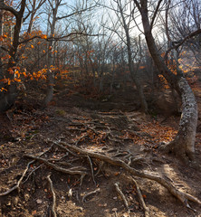 Bare Tree Forest Floor Autumn Season Sunlight