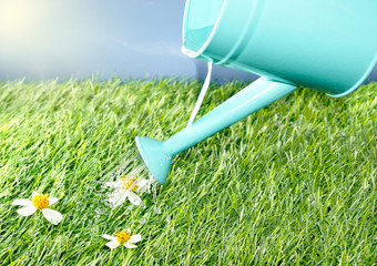 Watering from a watering can daisy flowers