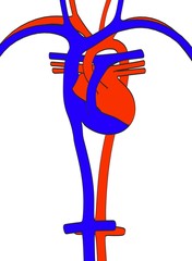 cartoon image of circulatory system