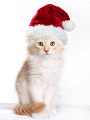 Cute kitten as Santa Claus