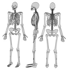 cartoon image of female skeleton