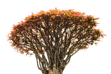 Red autumn tree isolated on white background © winai