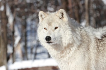 Obraz premium face de loup arctique