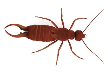 realistic 3d render of earwig