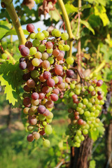 Red grapes in vine