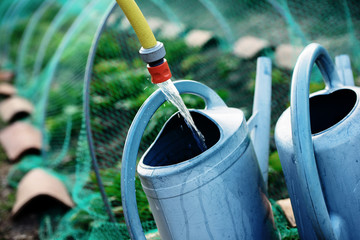 Gardening, fill watering can of water for watering the plants in