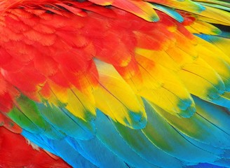 Parrot feathers, red and blue exotic texture