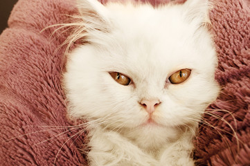 Adorable kitten on a blanket