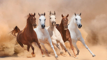 Horses in dust - 59021301
