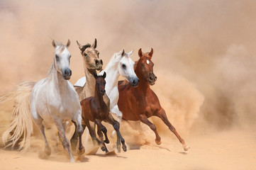 Horses in dust - 59021308