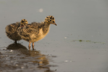 Jeunes pullis de mouettes rieuses