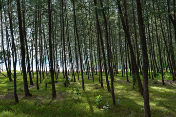 Fototapeta premium Pine(Common Ironwood) tree forest
