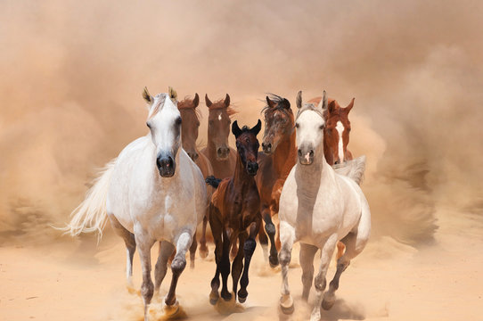 Horses in dust