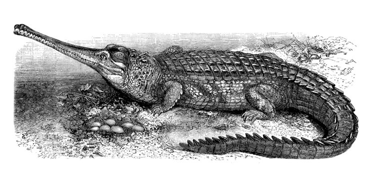 Gavial