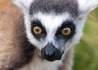 Lemur