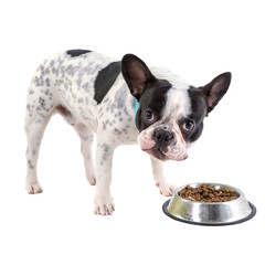 French bulldog eating dog food from his bowl