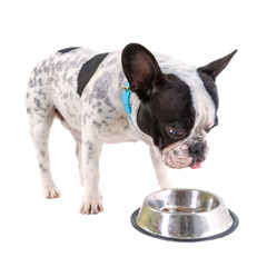 French bulldog eating dog food from his bowl