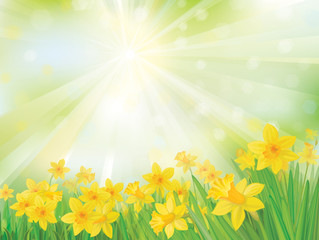 Vector of daffodil flowers on sky background.