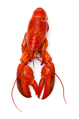 Cooked Canadian red lobster isolated on a white studio Backgroun