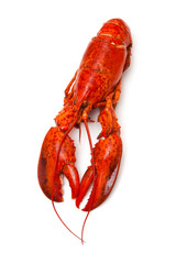Cooked Canadian red lobster isolated on a white studio Backgroun