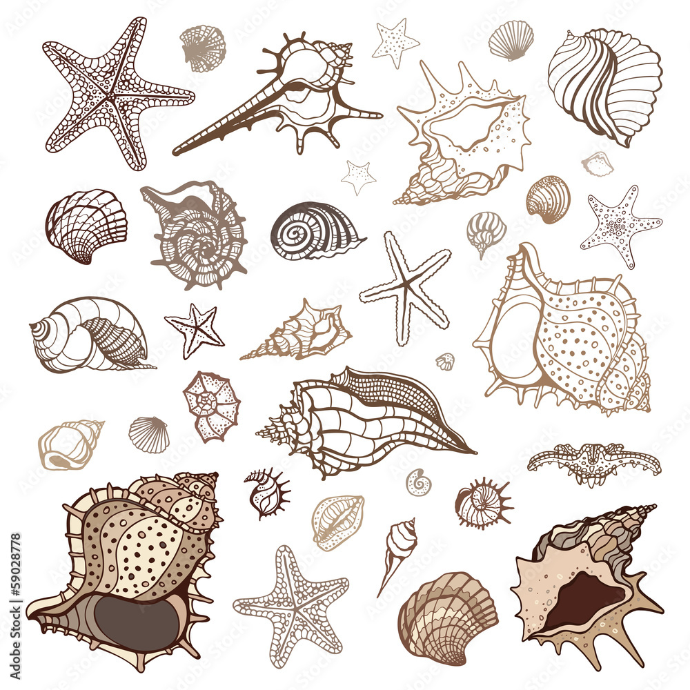 Poster sea shells collection.