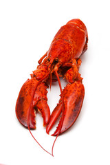 Cooked Canadian red lobster isolated on a white studio Backgroun