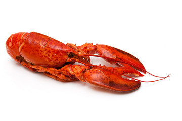 Cooked Canadian red lobster isolated on a white studio Backgroun