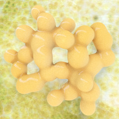 Fat cells - 3D Rendering