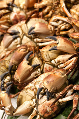 fresh crabs