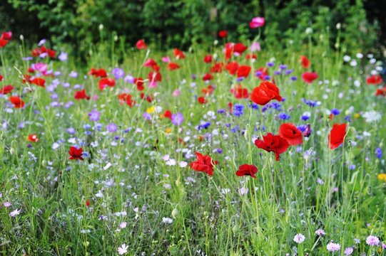 Fototapeta Red Poppies
