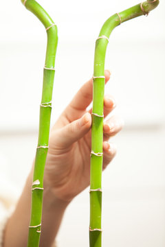 Closeup photo of two bamboos and hand touching them