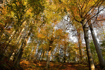 Autumn Landscape. Park in Autumn. Forest in Autumn.